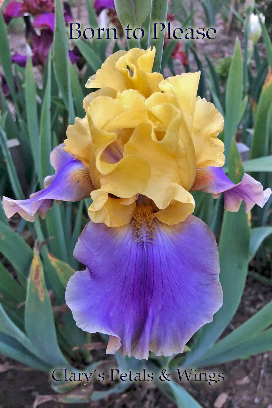 BORN TO PLEASE - 2005 - TB - Fragrant