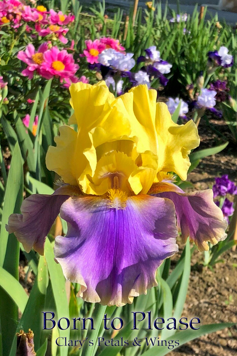 BORN TO PLEASE - 2005 - TB - Fragrant