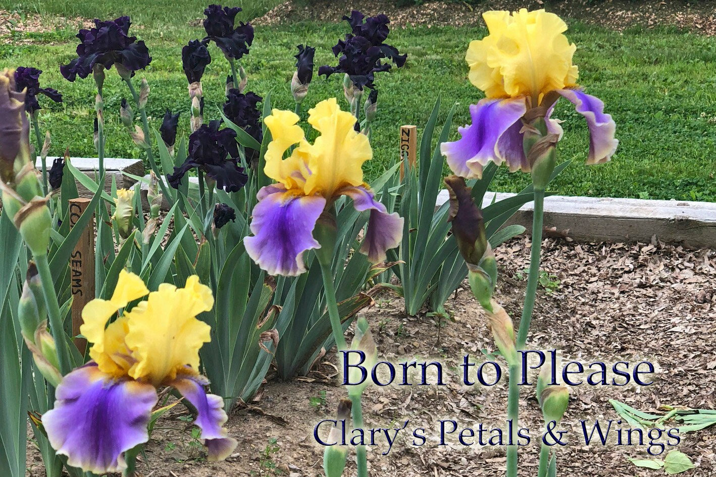 BORN TO PLEASE - 2005 - TB - Fragrant