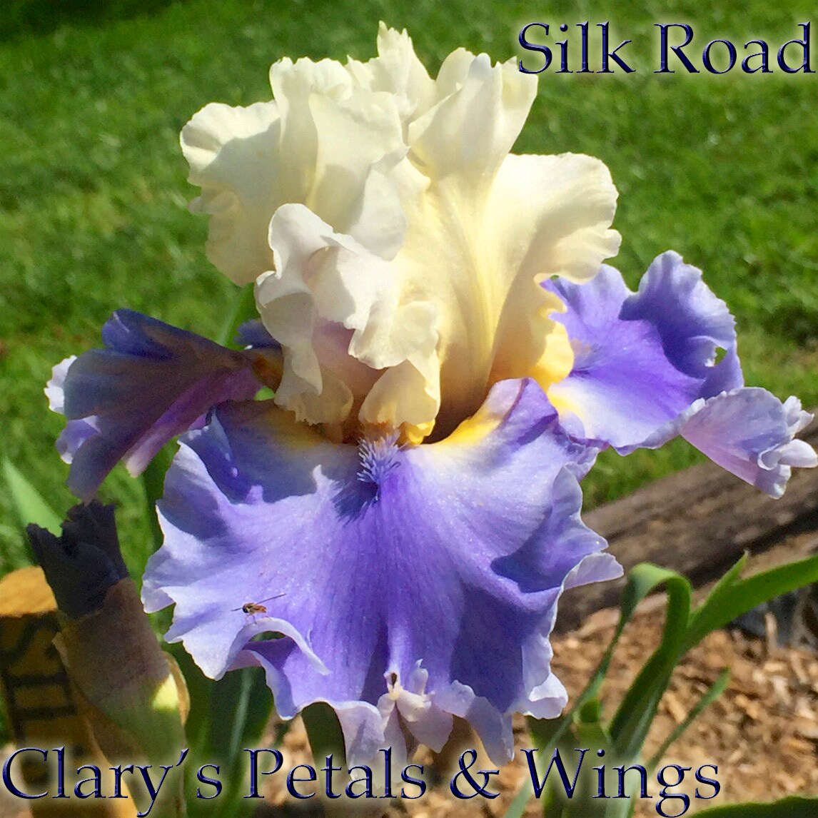 SILK ROAD - 2008 - TB