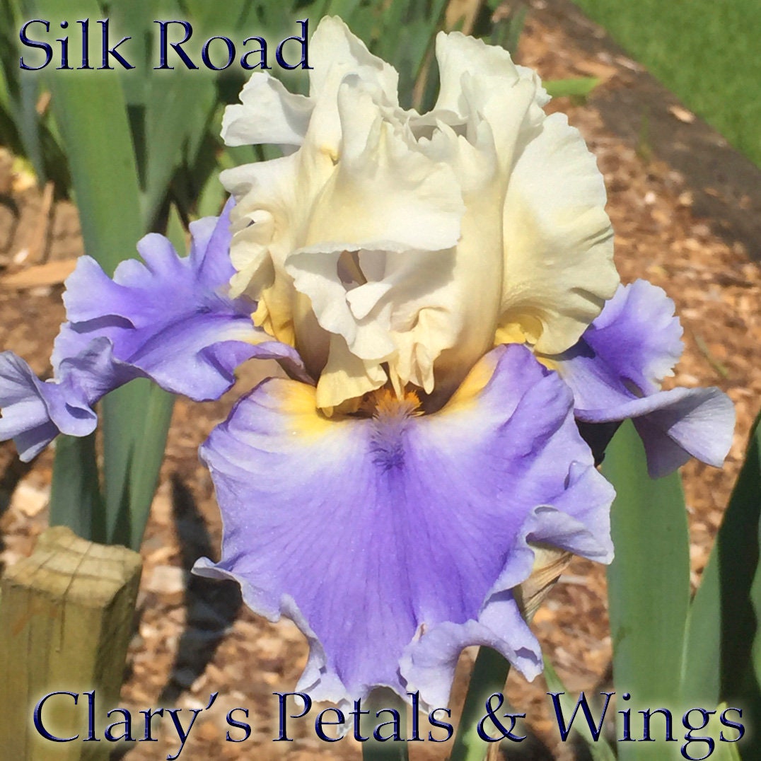 SILK ROAD - 2008 - TB