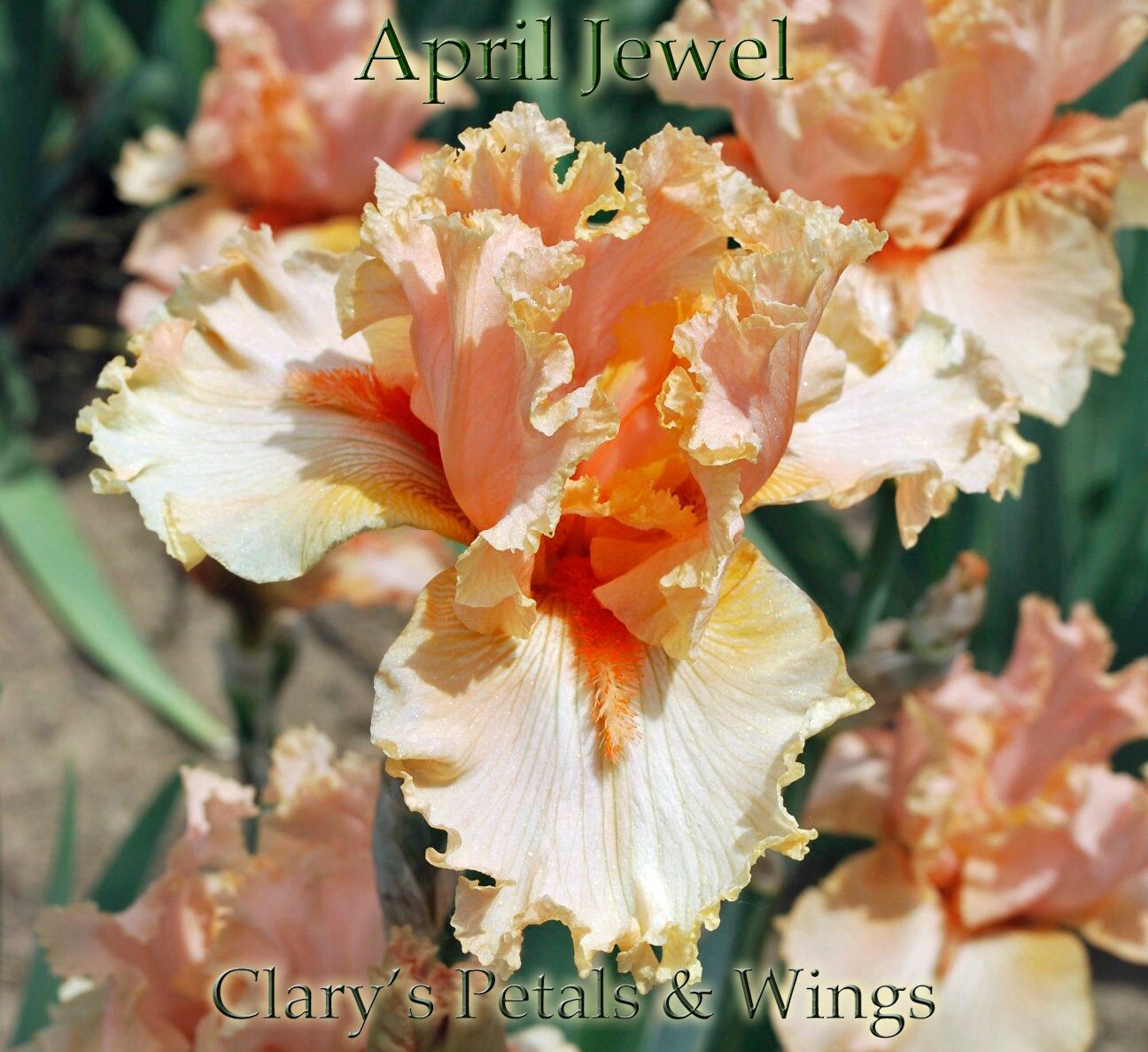 APRIL JEWEL - 2000 - TB - Fragrant