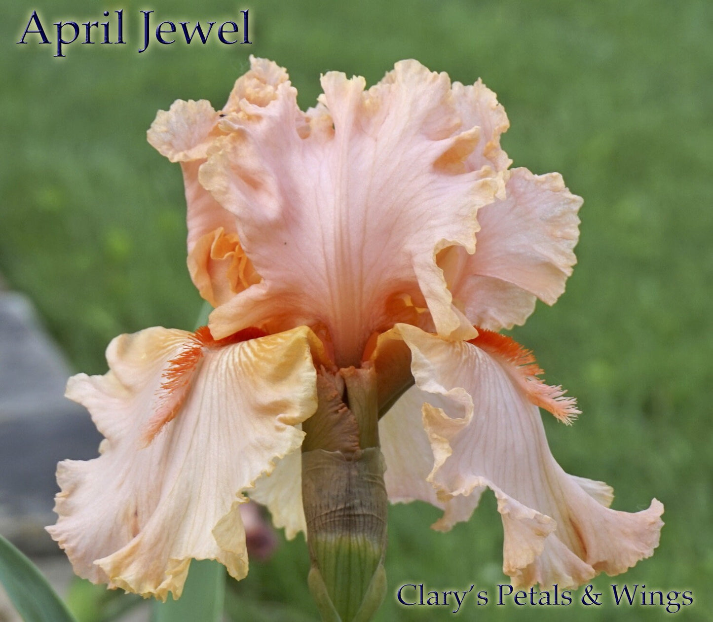 APRIL JEWEL - 2000 - TB - Fragrant
