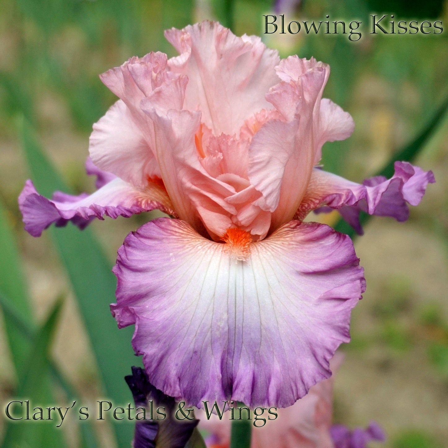 BLOWING KISSES - 2007 - TB