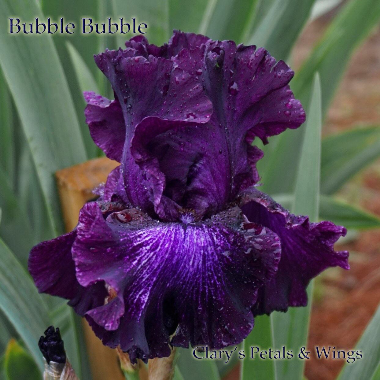 BUBBLE BUBBLE - 2004 - TB