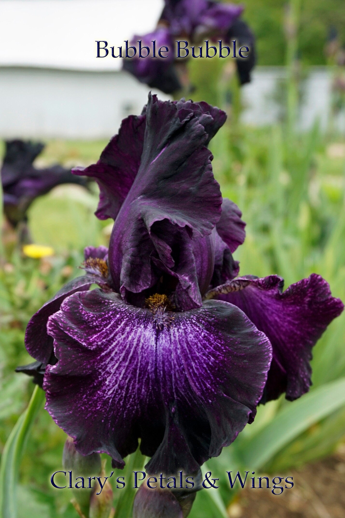 BUBBLE BUBBLE - 2004 - TB