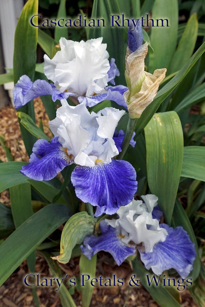 Cascadian Rhythm - Tall Bearded Iris -  Blue & White