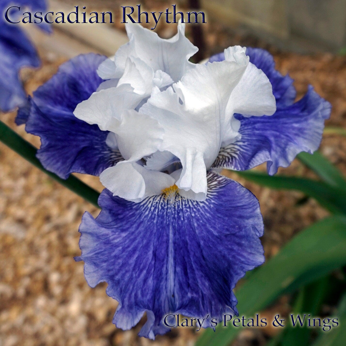 Cascadian Rhythm - Tall Bearded Iris -  Blue & White