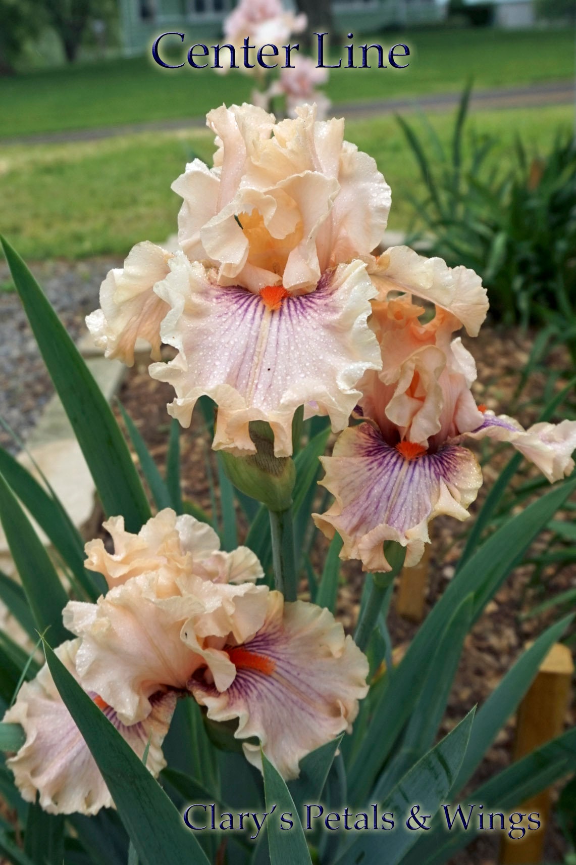 CENTER LINE - 2011 - TB - Fragrant