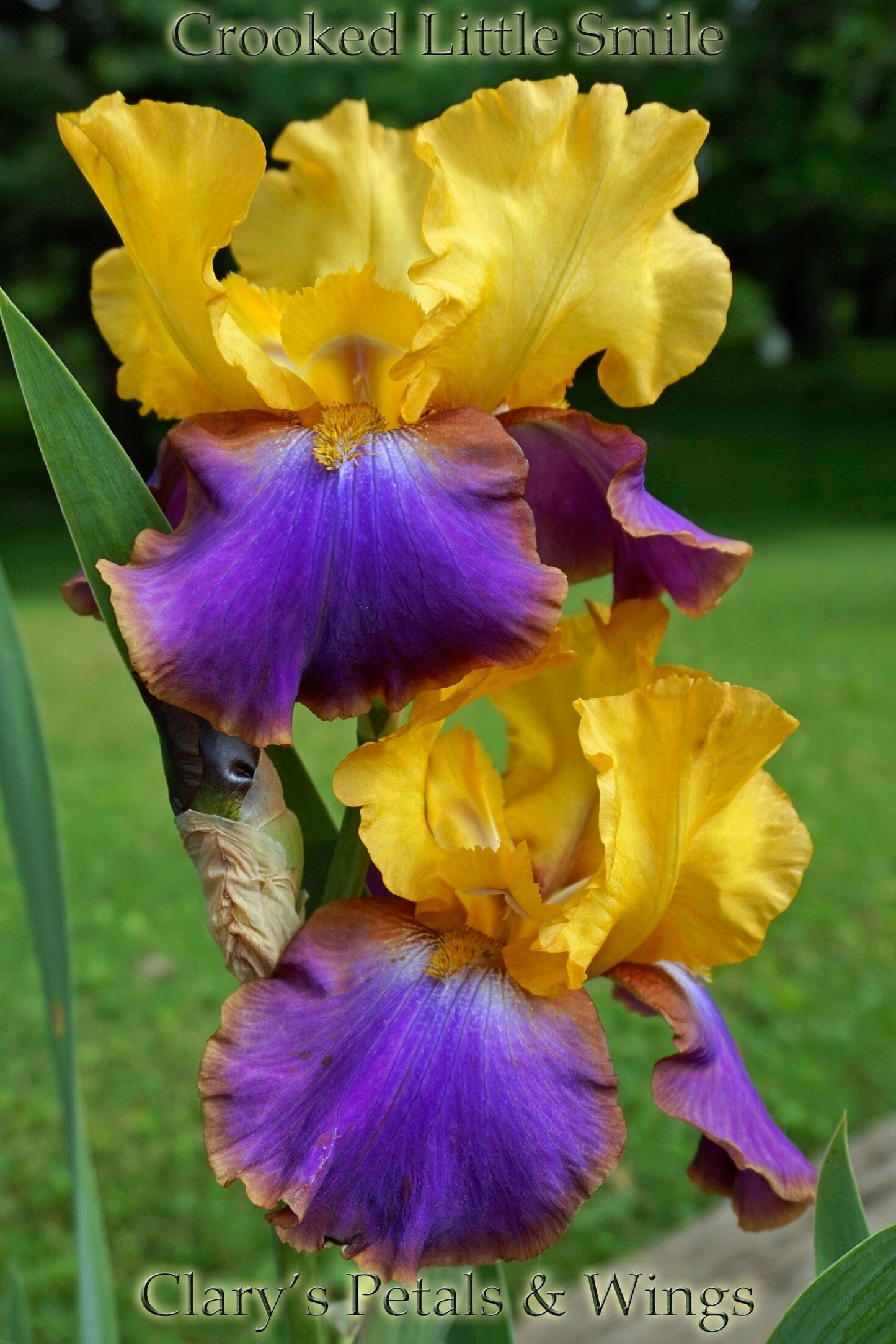 CROOKED LITTLE SMILE - 2008 - TB