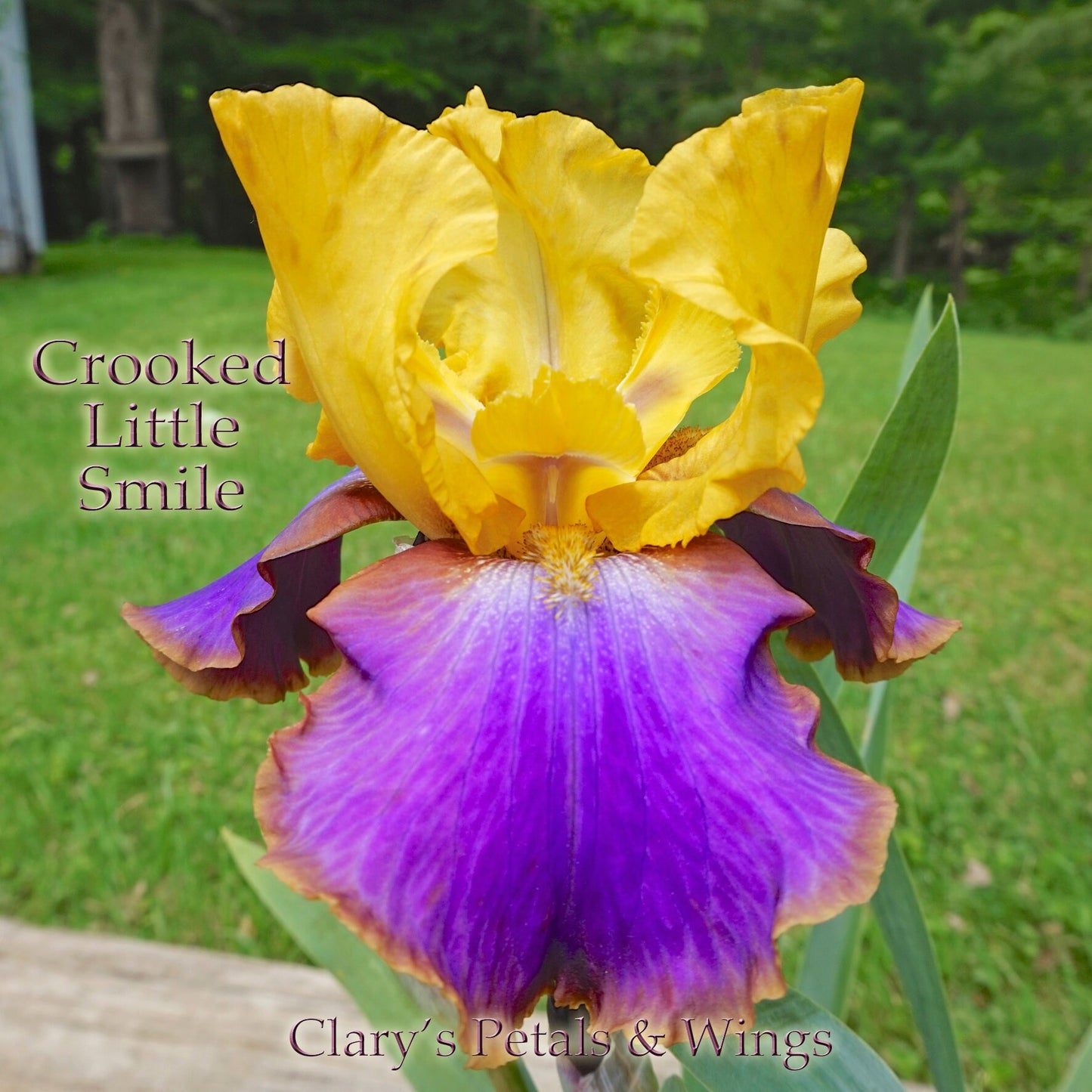 CROOKED LITTLE SMILE - 2008 - TB