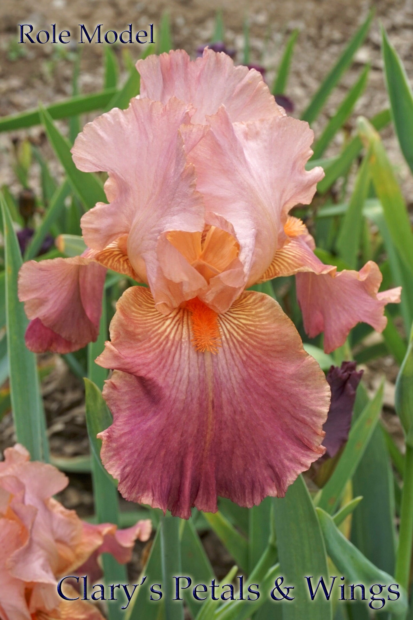 ROLE MODEL - 1988 - TB - Fragrant