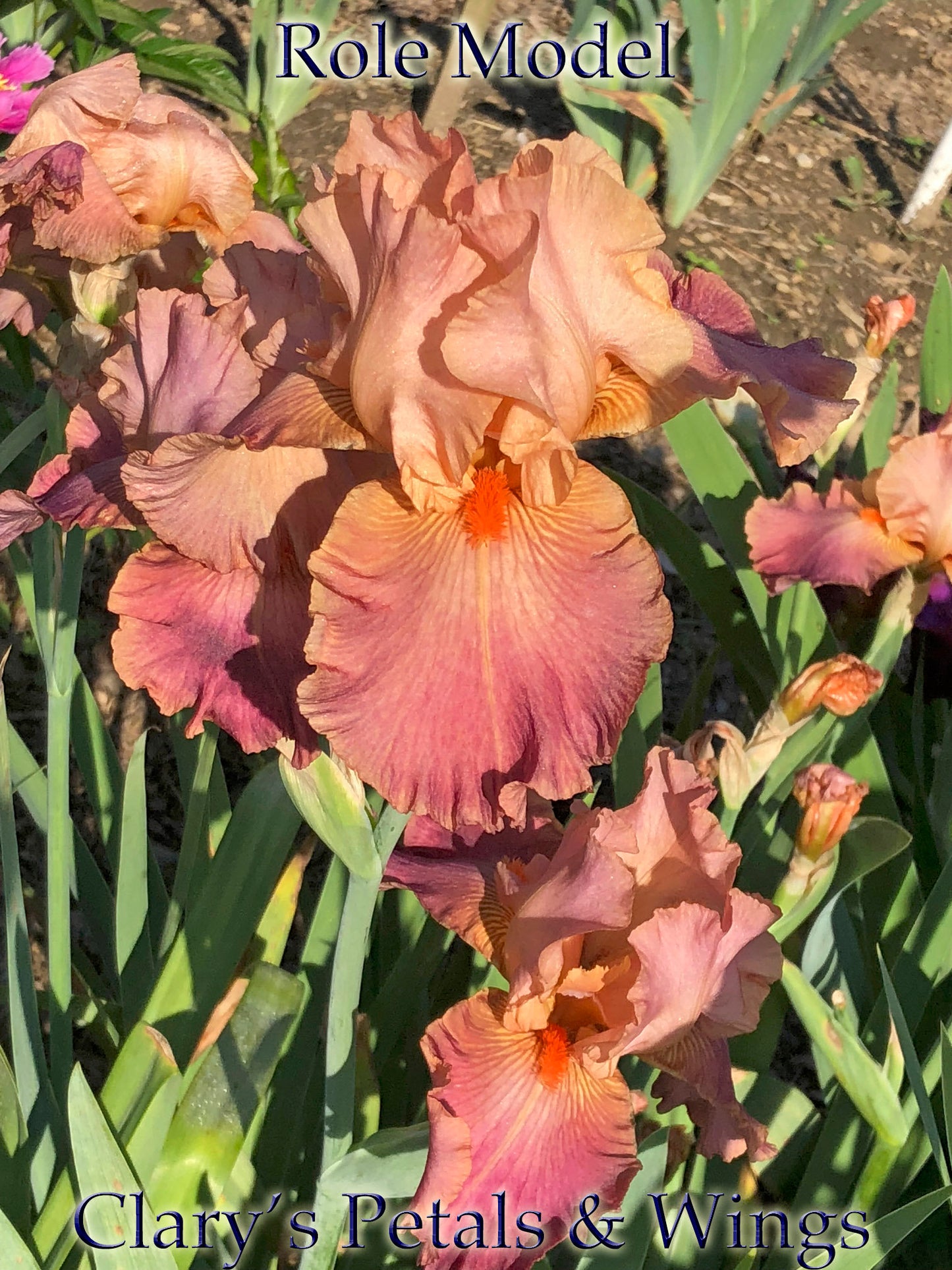 ROLE MODEL - 1988 - TB - Fragrant