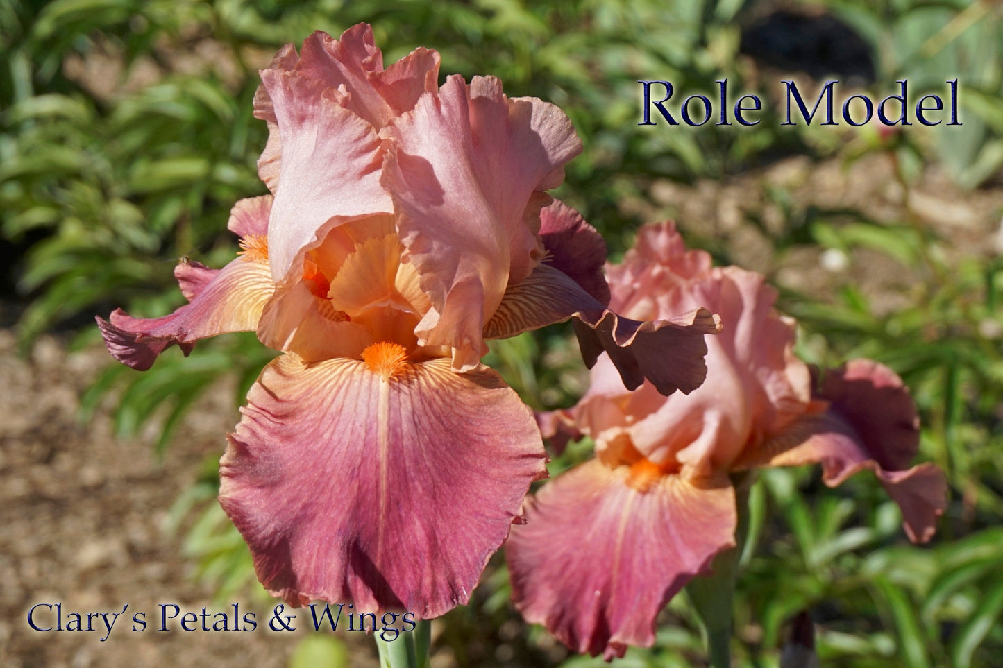 ROLE MODEL - 1988 - TB - Fragrant