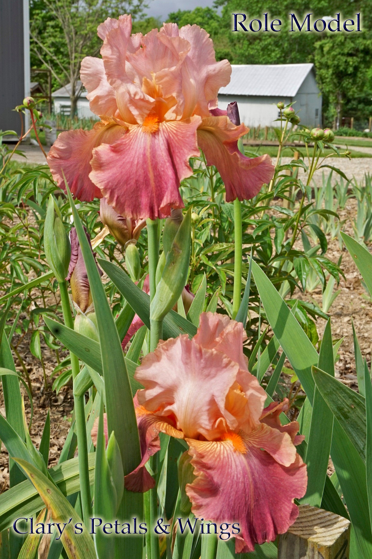 ROLE MODEL - 1988 - TB - Fragrant