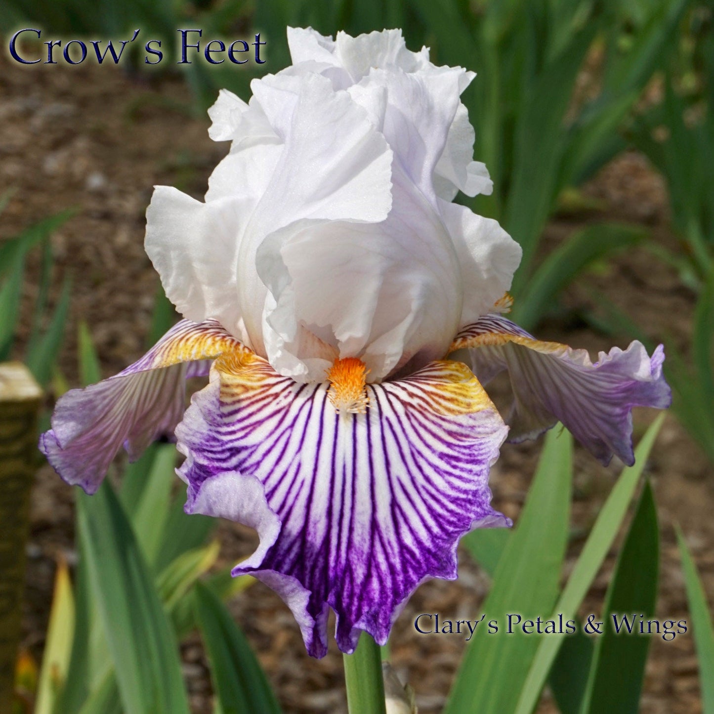 CROW'S FEET - 2006 - BB - Fragrant