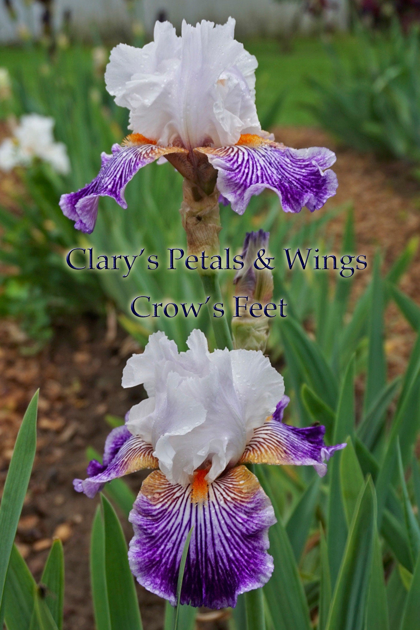 CROW'S FEET - 2006 - BB - Fragrant