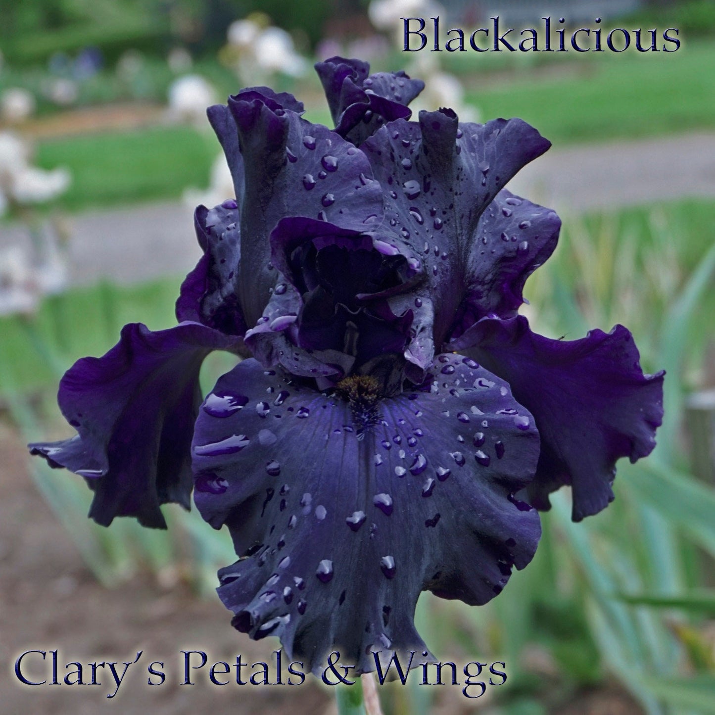 BLACKALICIOUS - 2006 - TB