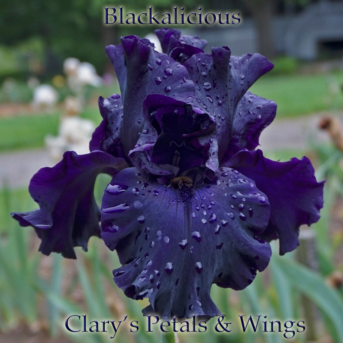 BLACKALICIOUS - 2006 - TB