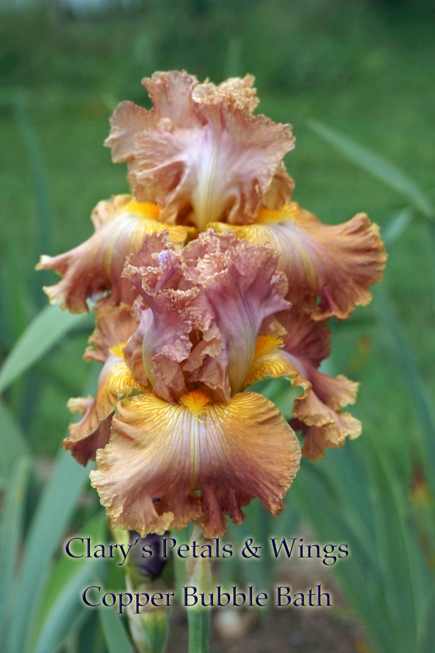 COPPER BUBBLE BATH - 2002 - TB - Fragrant