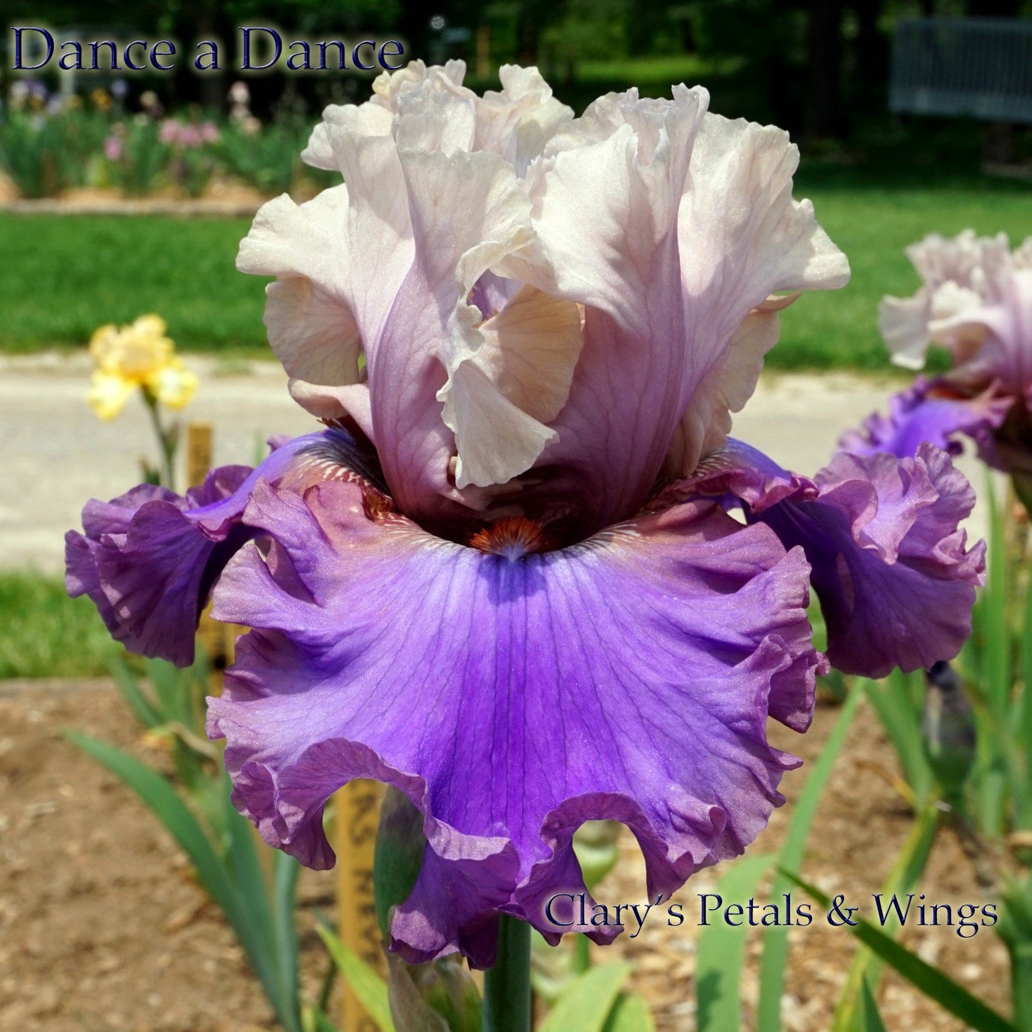 DANCE A DANCE - 2011 - TB