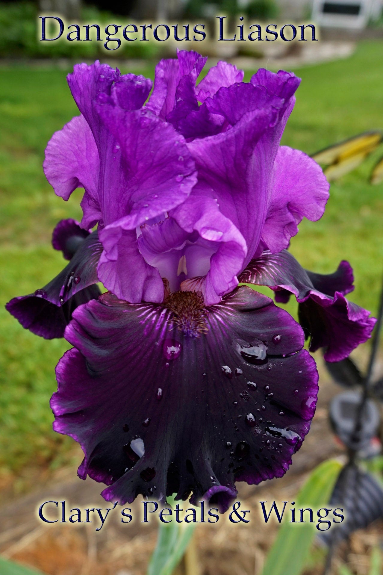 DANGEROUS LIASON - 2011 - TB