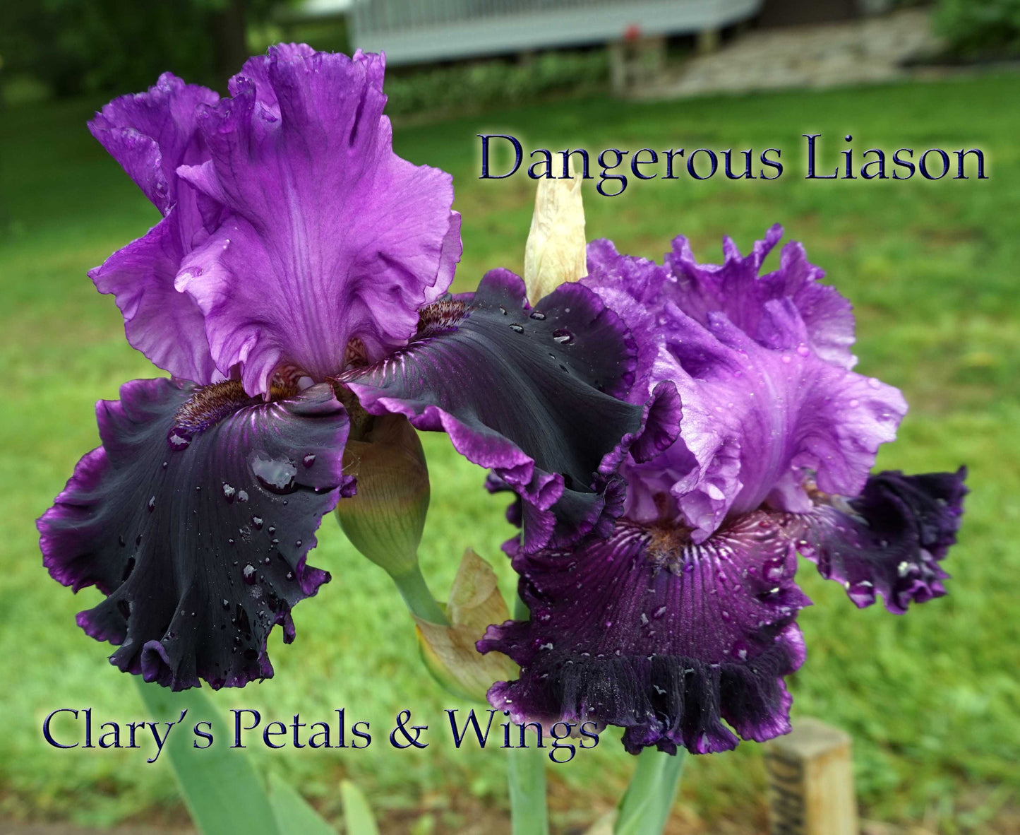 DANGEROUS LIASON - 2011 - TB