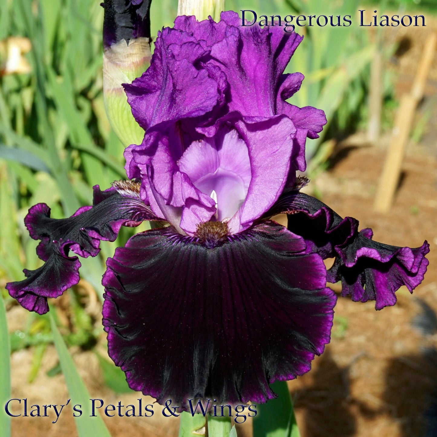 DANGEROUS LIASON - 2011 - TB