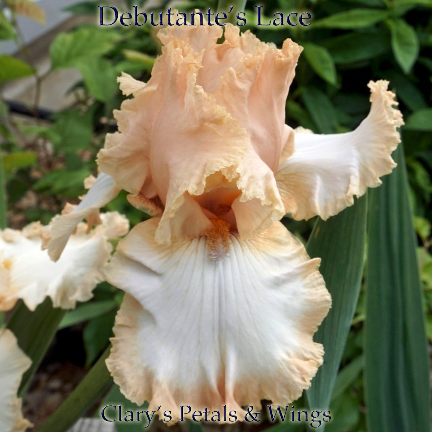 DEBUTANTE’S LACE - 2014 - TB - Fragrant