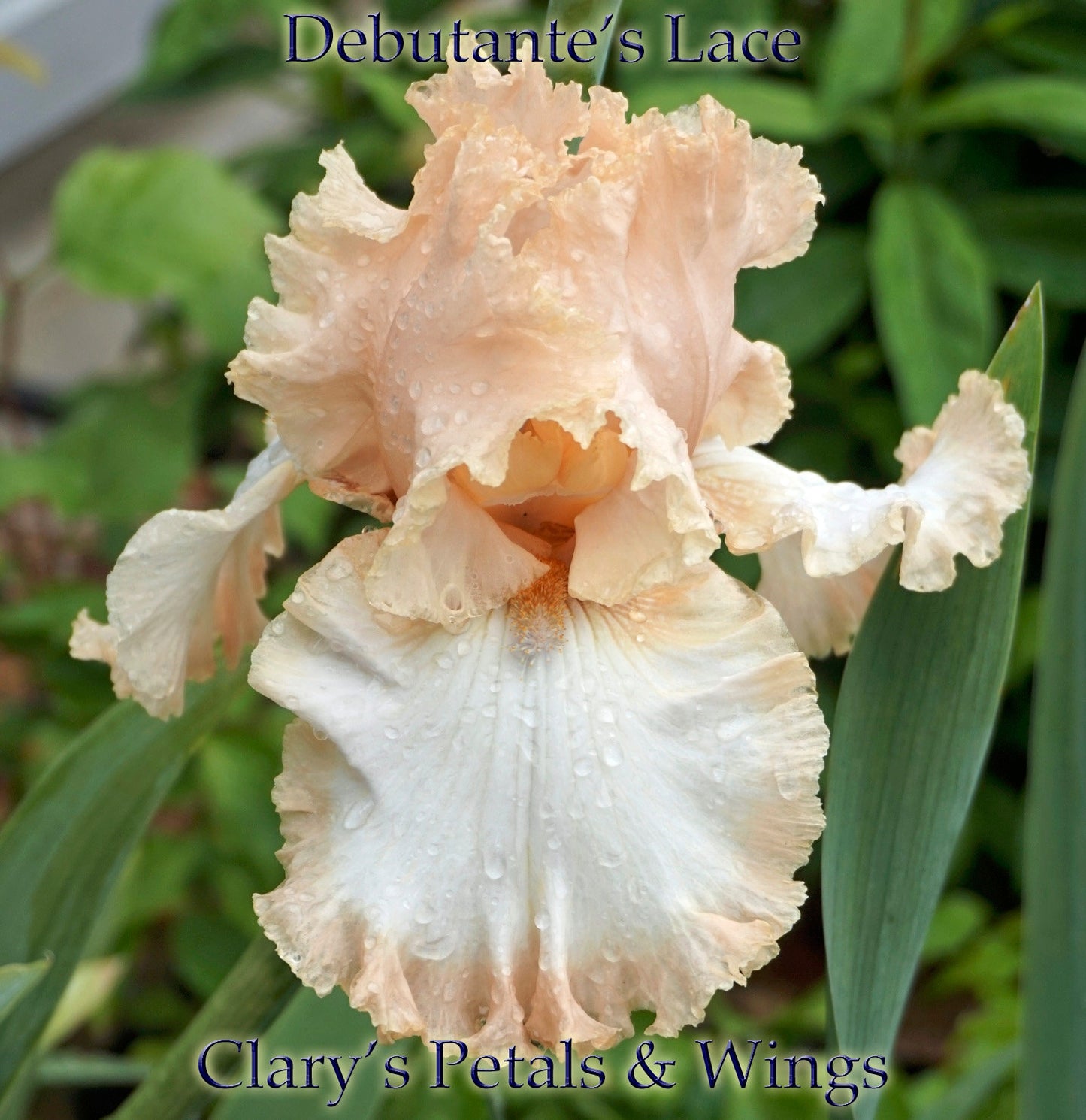 DEBUTANTE’S LACE - 2014 - TB - Fragrant