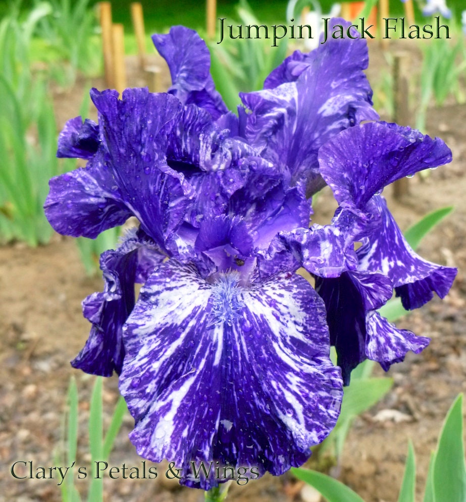 JUMPIN JACK FLASH 2004 TB