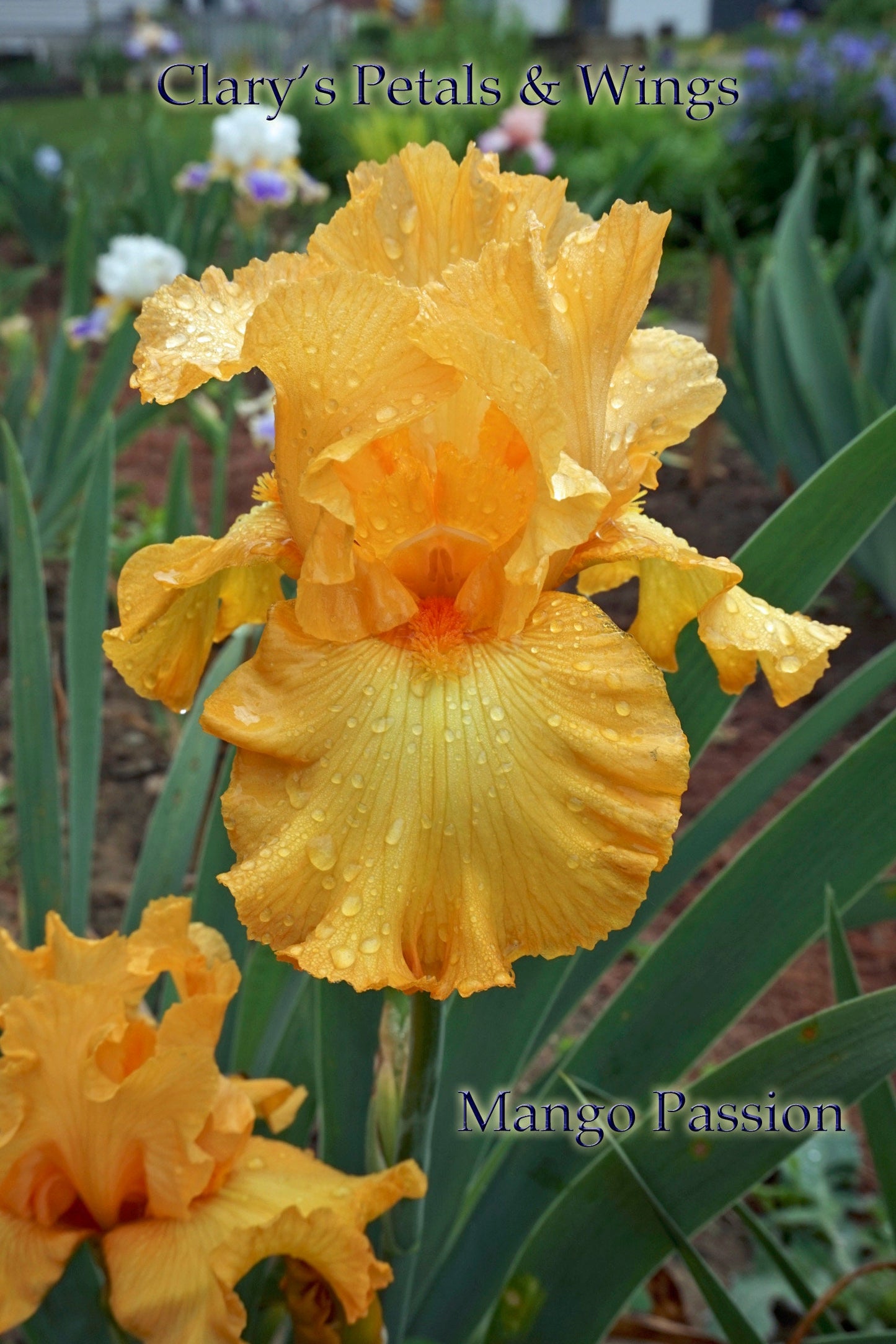 MANGO PASSION - 2005 TB-Fragrant