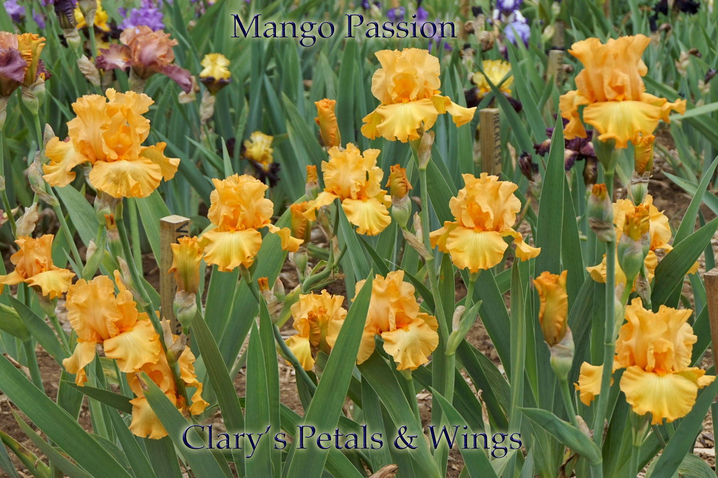 MANGO PASSION - 2005 TB-Fragrant