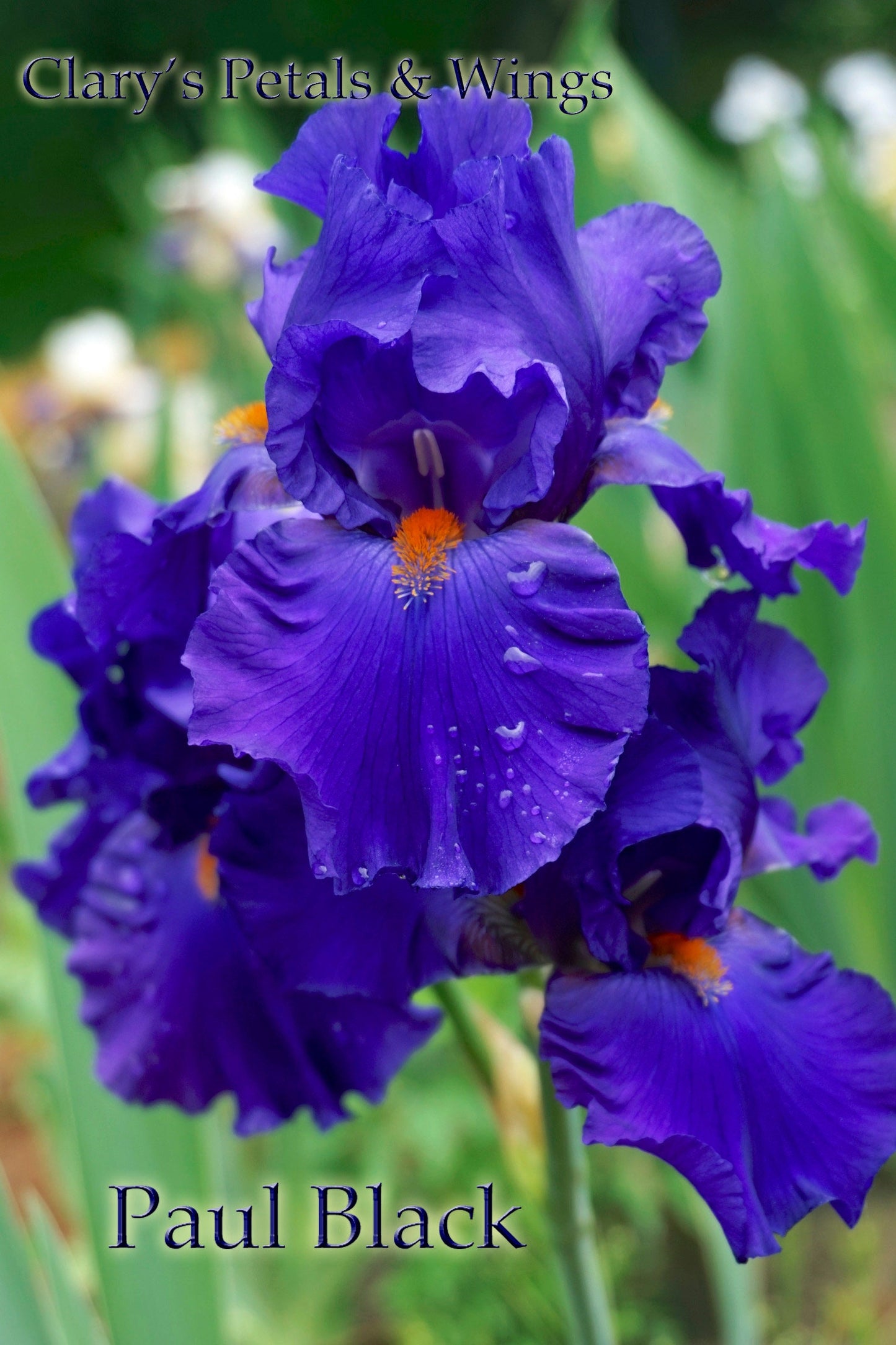 PAUL BLACK 2003  TB-Fragrant