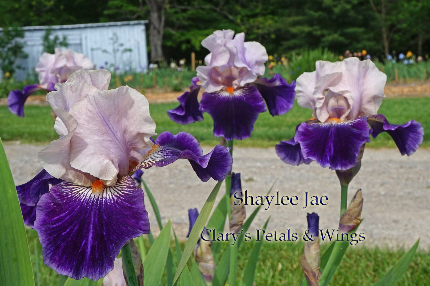 SHAYLEE JAE - 2008 - TB - Fragrant