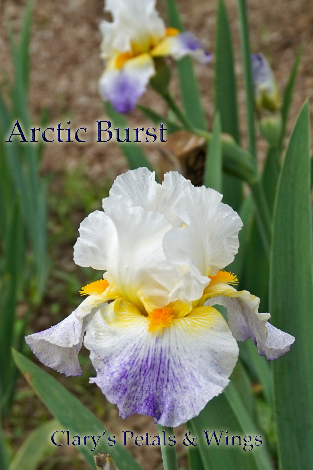ARCTIC BURST - 2008 - TB - Fragrant