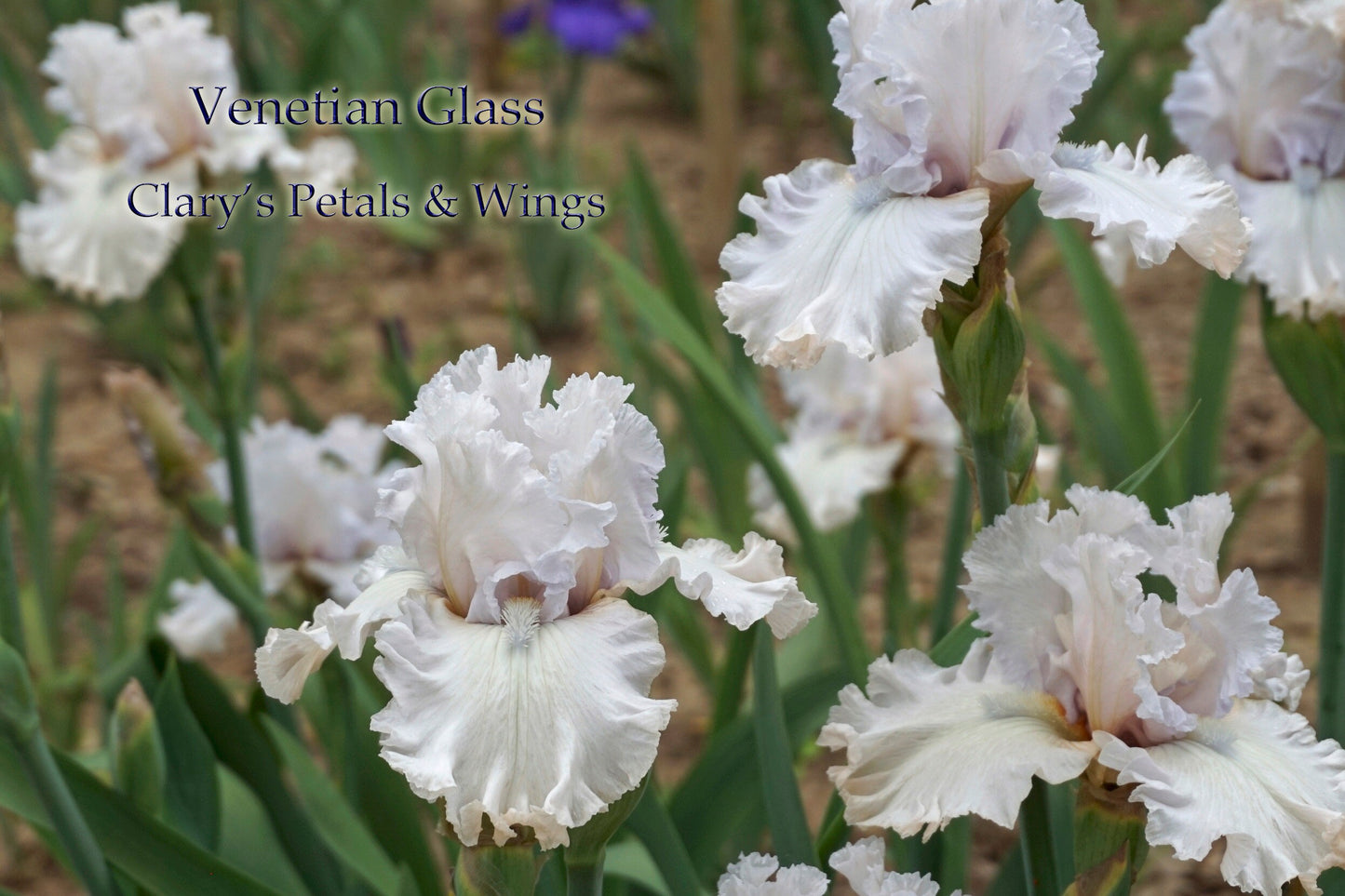 VENETIAN GLASS - 2003 - TB