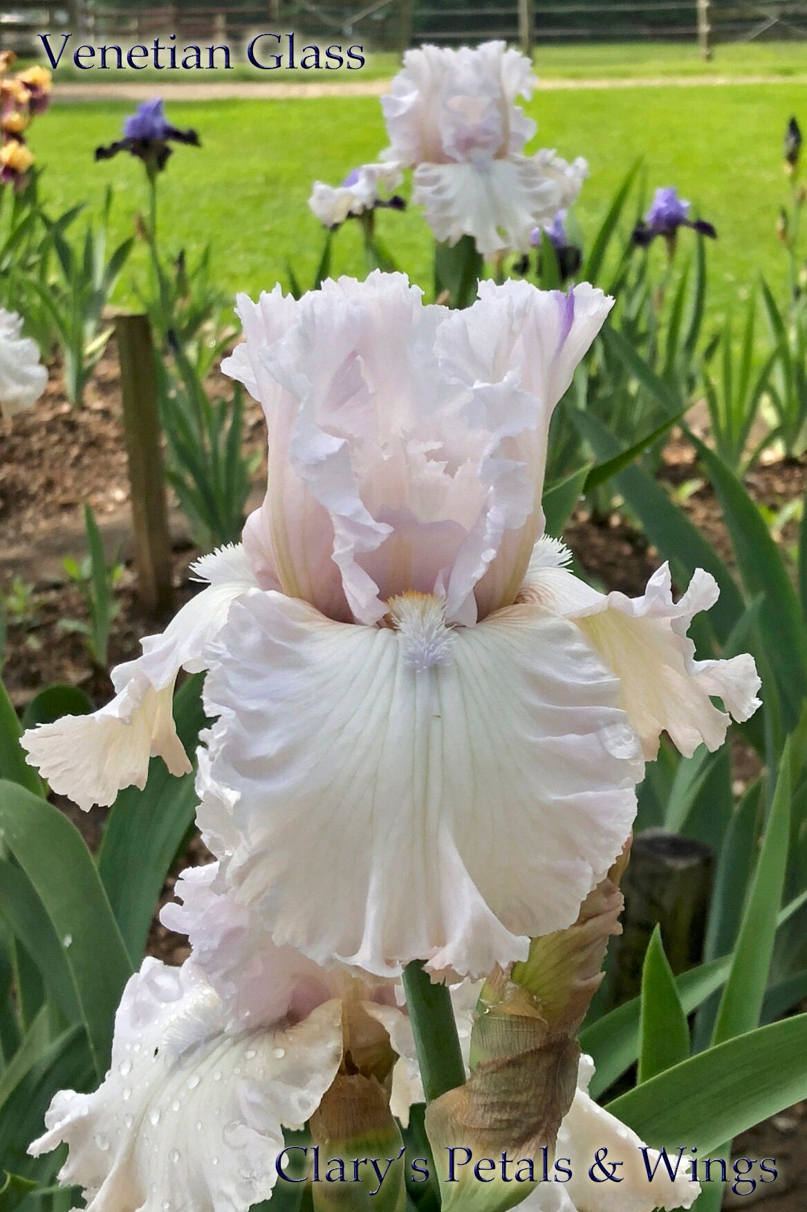 VENETIAN GLASS - 2003 - TB