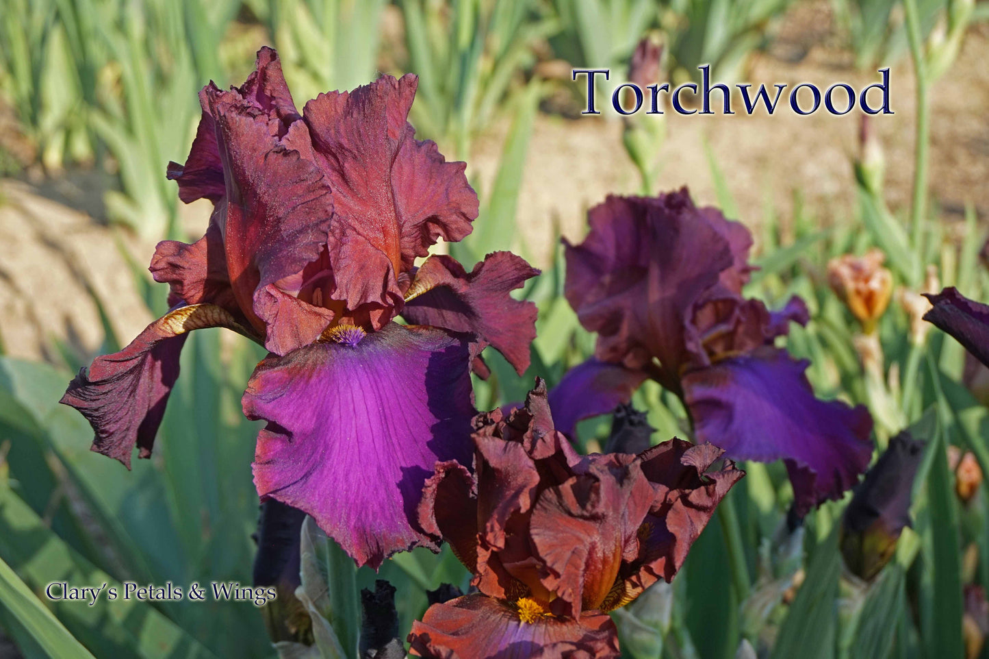 TORCHWOOD - 2013 - TB- Fragrant