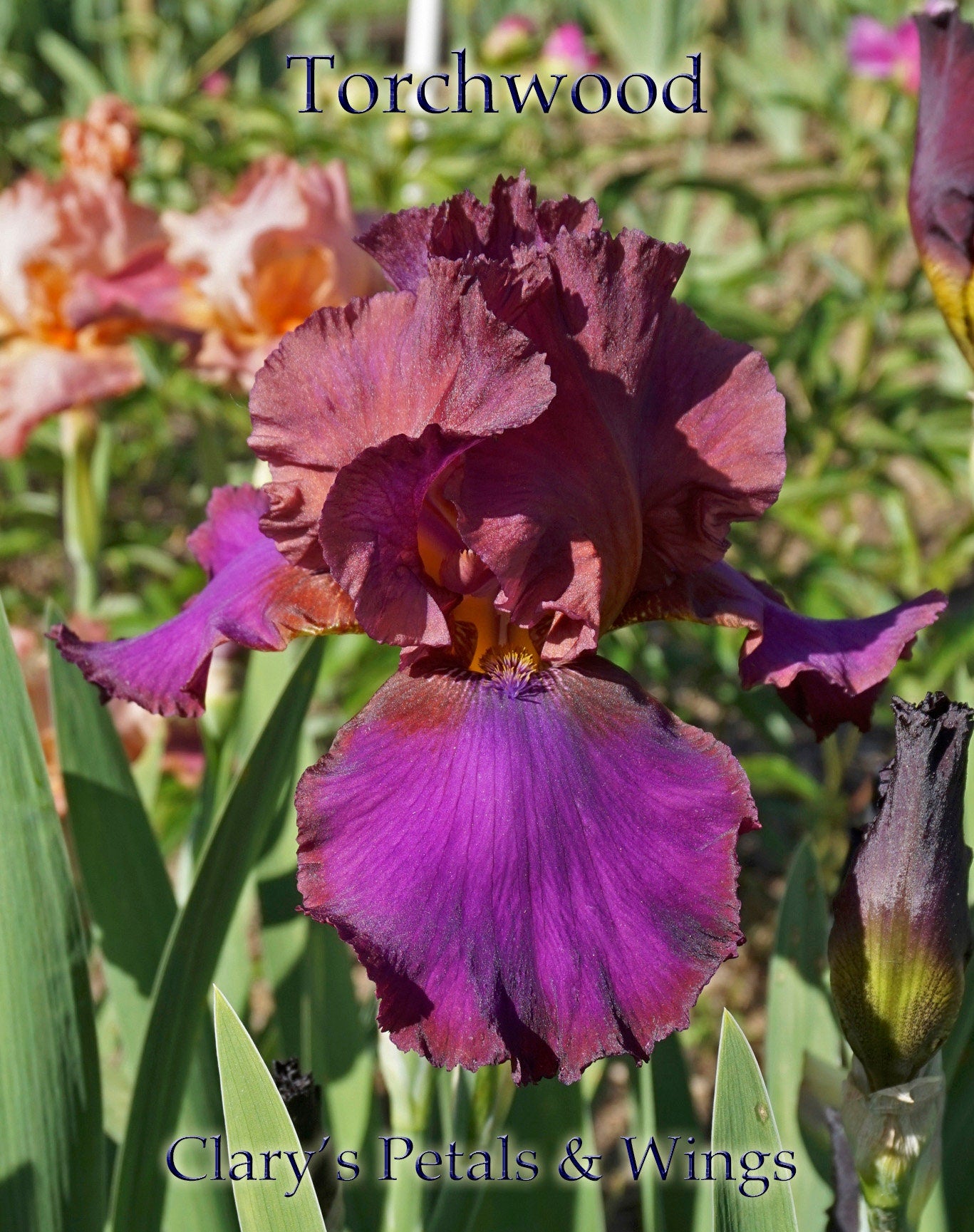 TORCHWOOD - 2013 - TB- Fragrant