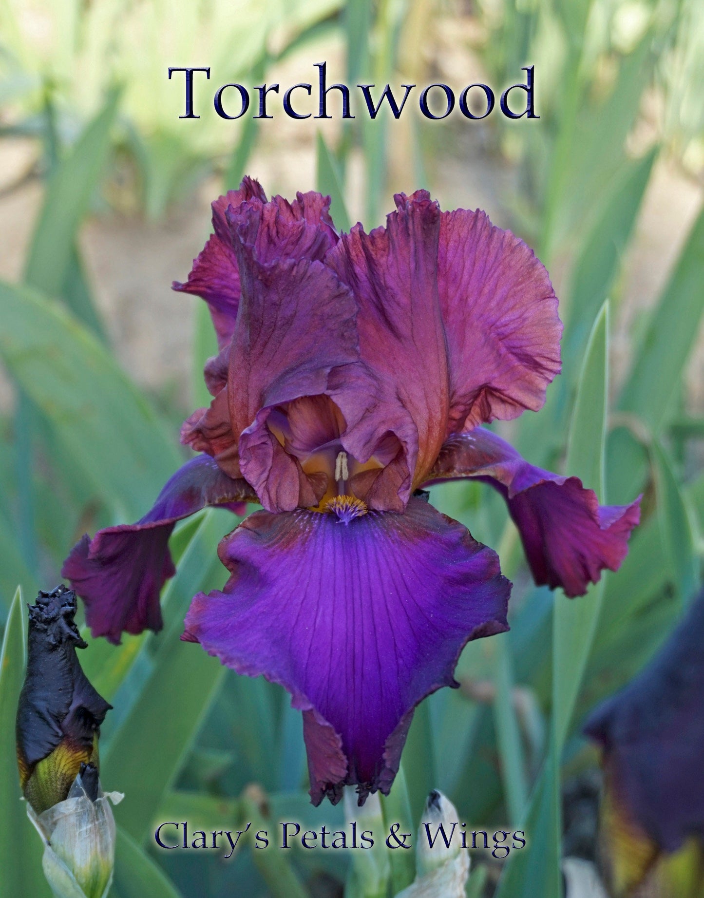 TORCHWOOD - 2013 - TB- Fragrant