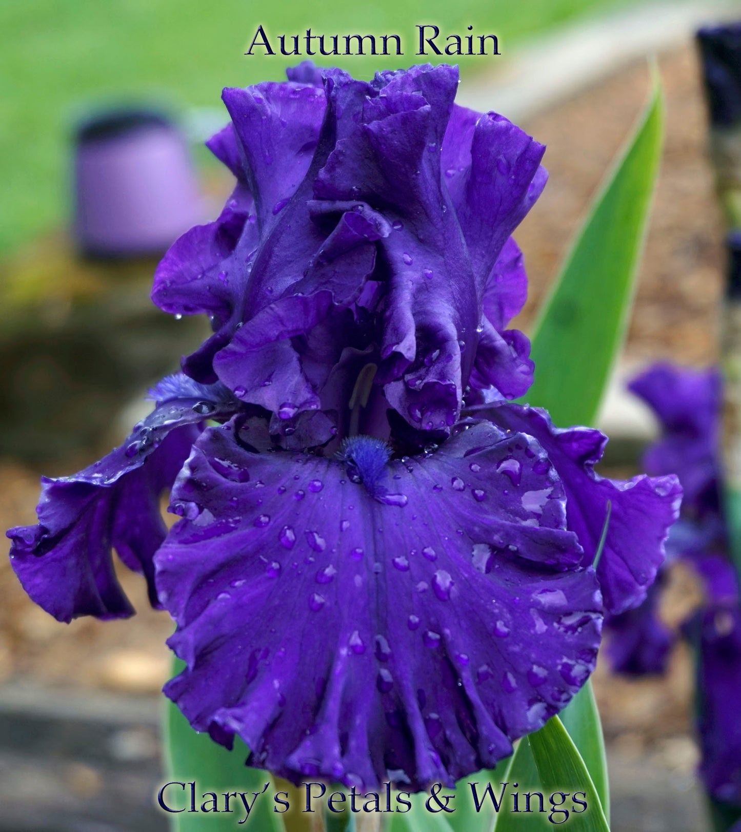 AUTUMN RAIN - 2007 - TB - Reblooming &  Fragrant