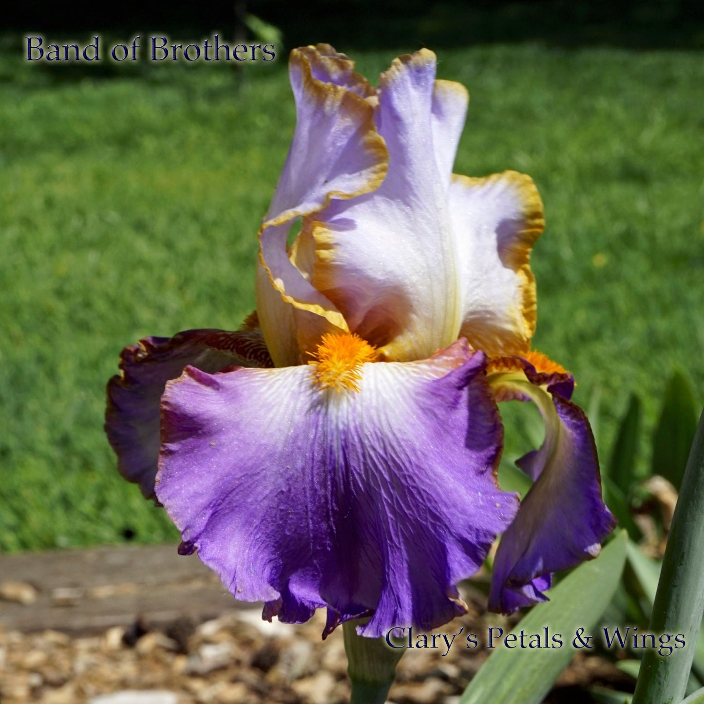 BAND OF BROTHERS - 2015 - TB - Fragrant