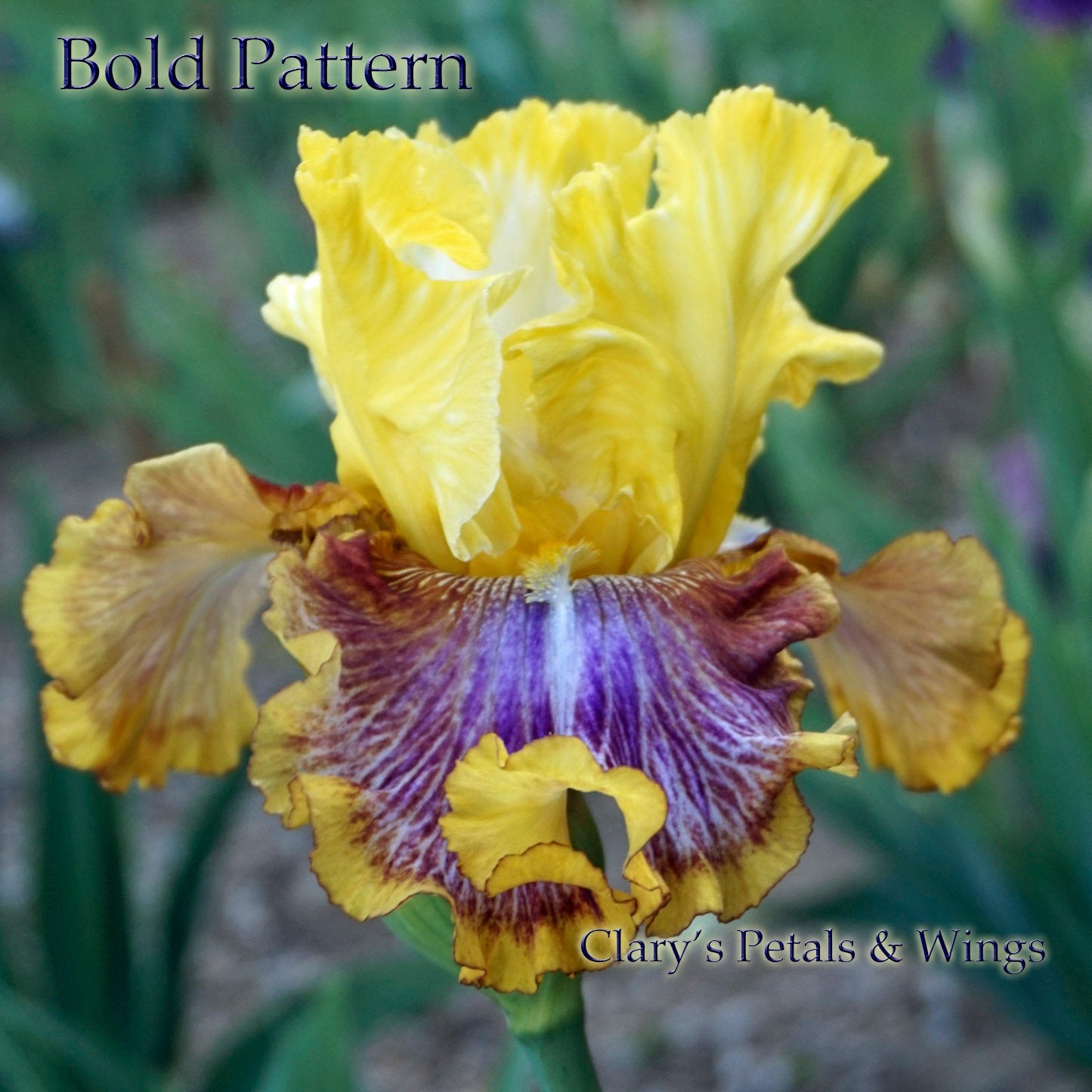 BOLD PATTERN - 2015 - TB - Fragrant