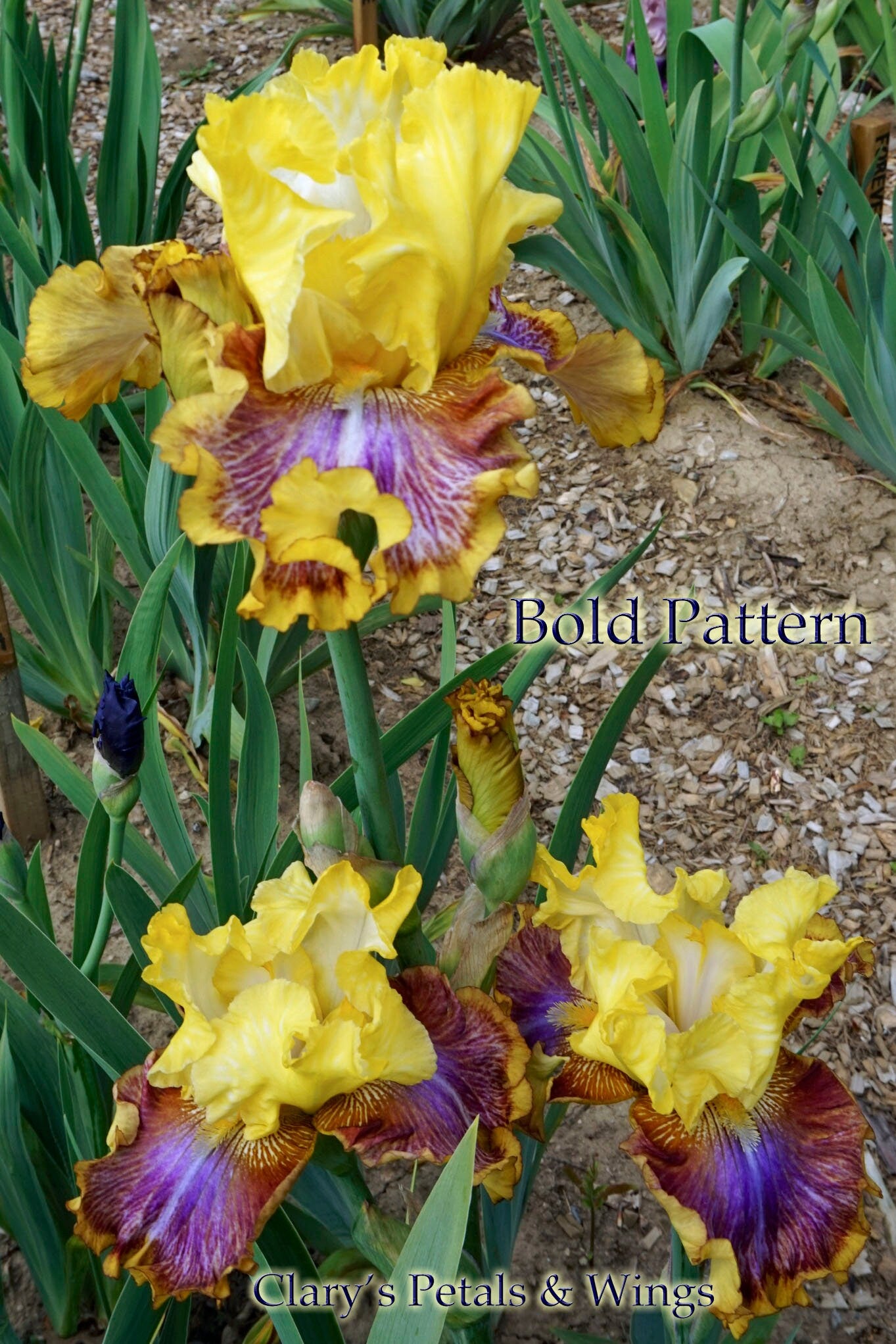 BOLD PATTERN - 2015 - TB - Fragrant