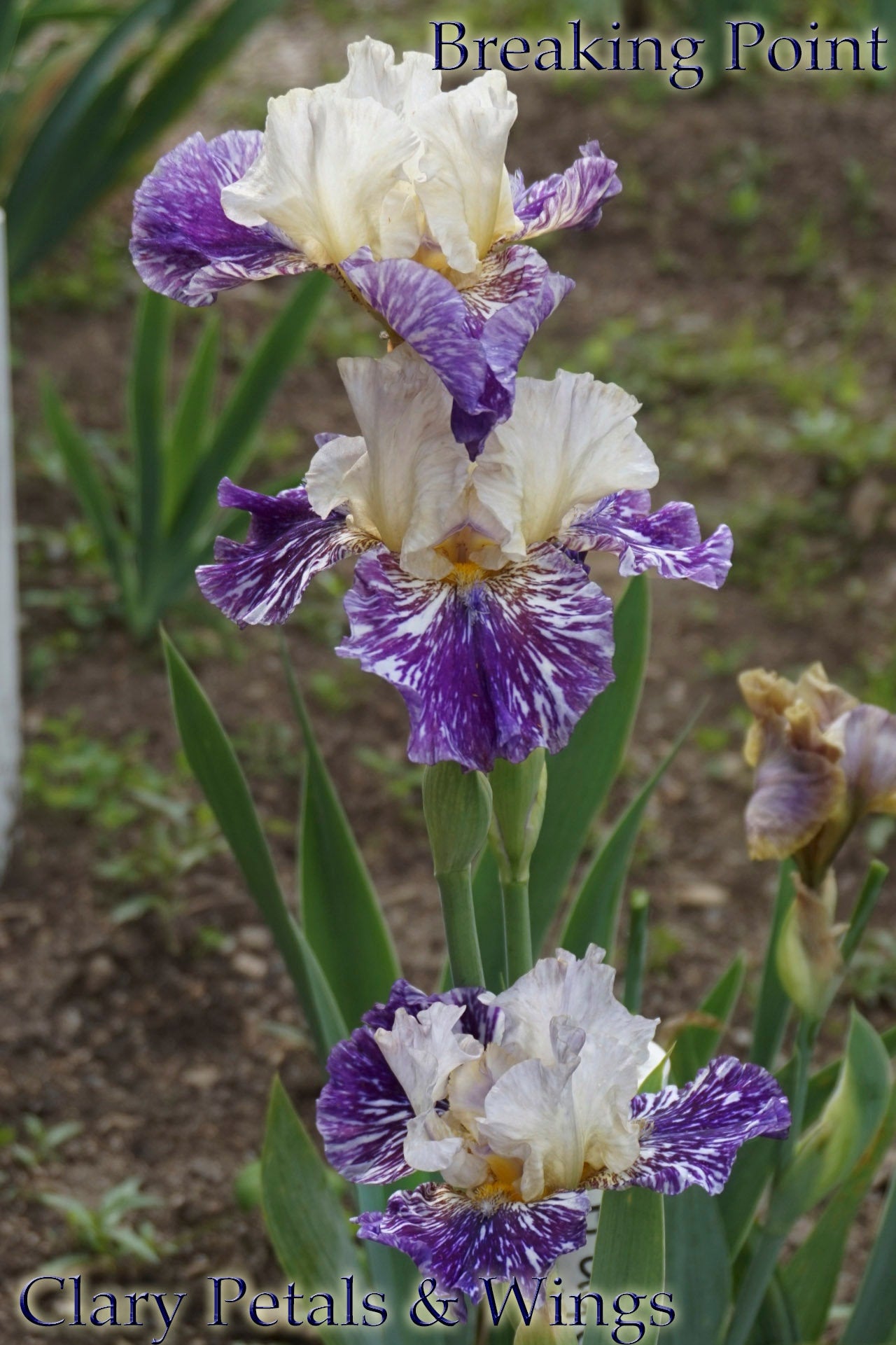 BREAKING POINT - 2007 - TB - Reblooming