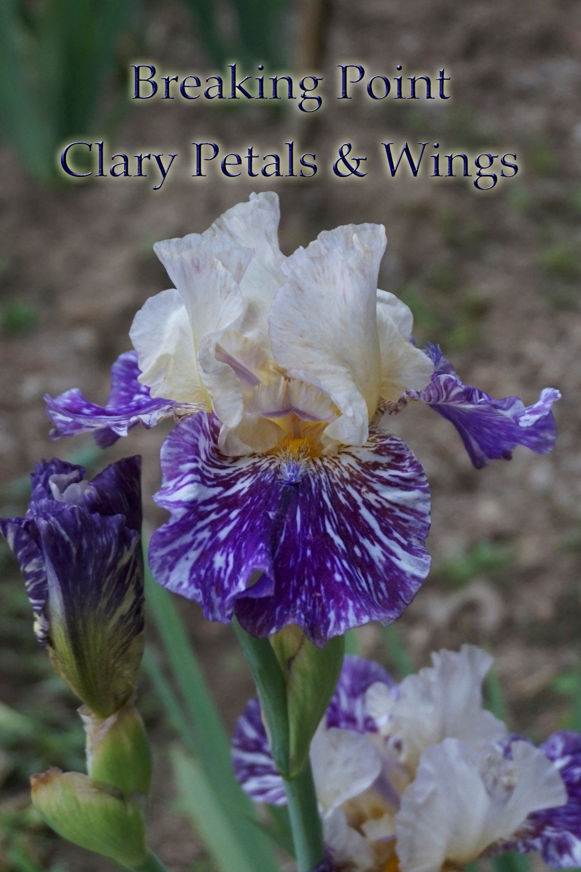 BREAKING POINT - 2007 - TB - Reblooming