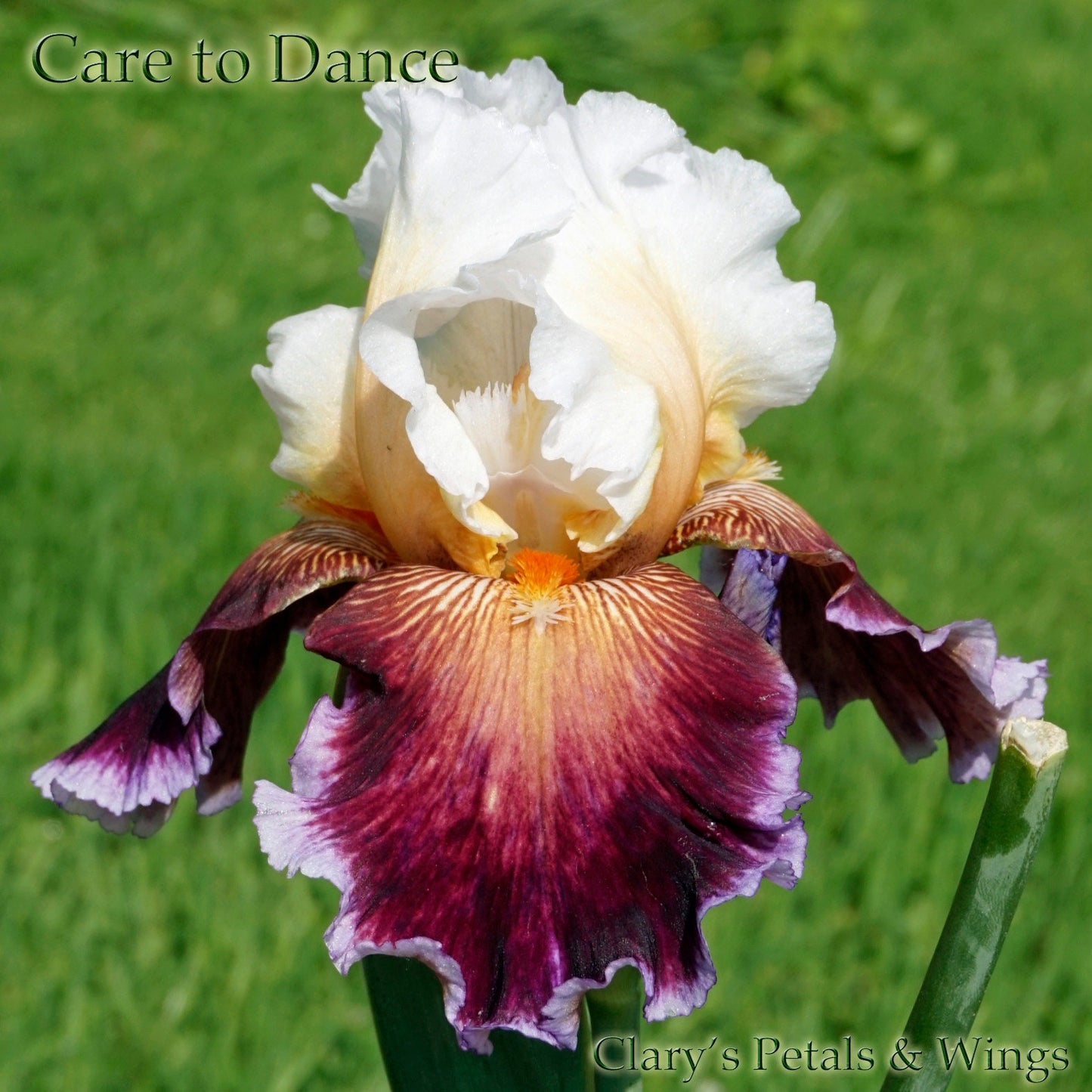 CARE TO DANCE - 2013 - TB