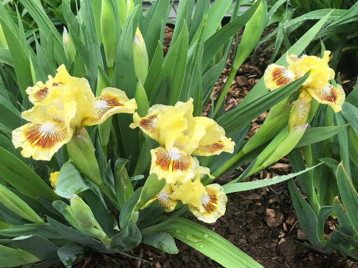 CHEERFUL CHIPMUNK - 2017 - SDB