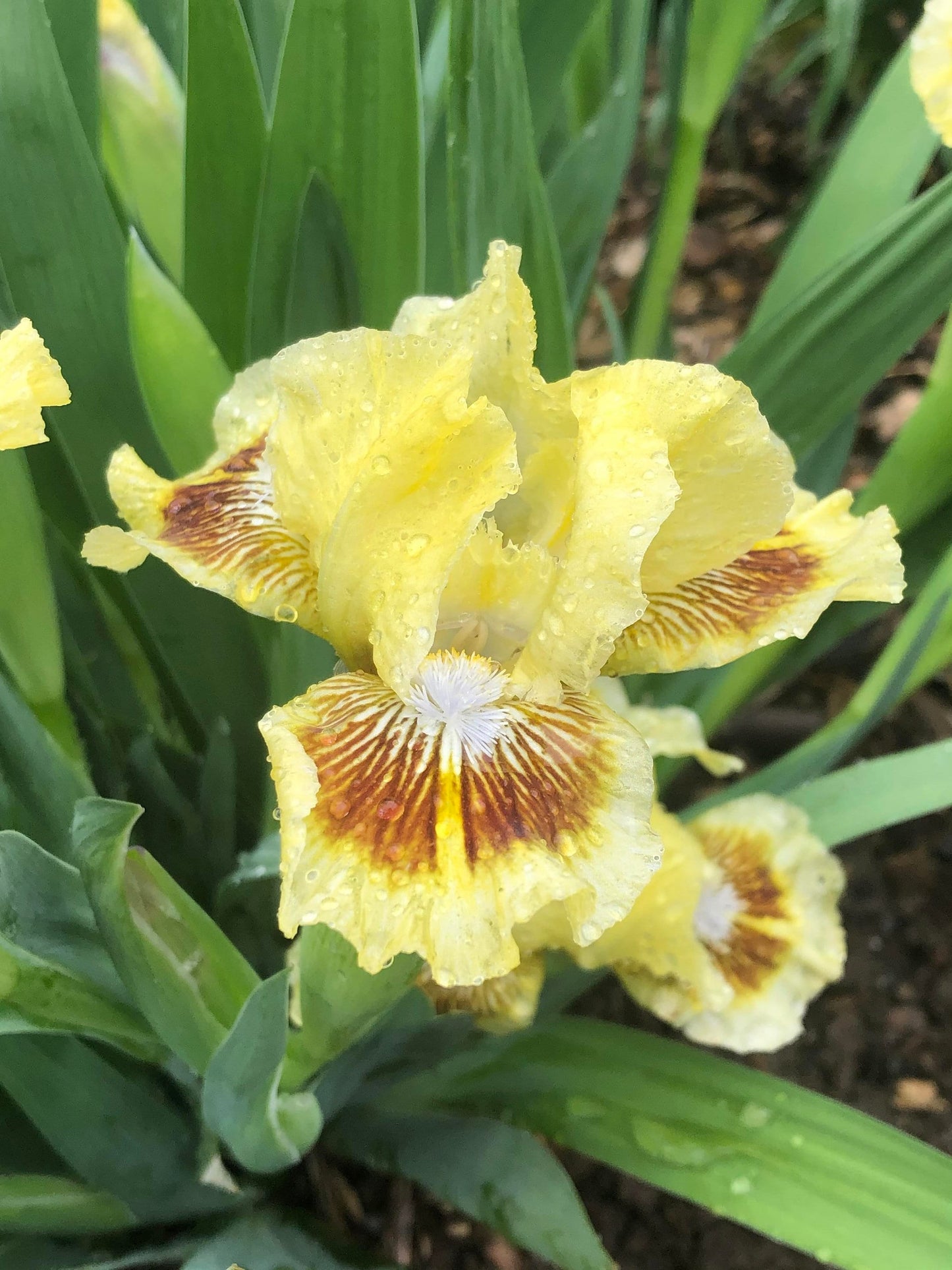 CHEERFUL CHIPMUNK - 2017 - SDB